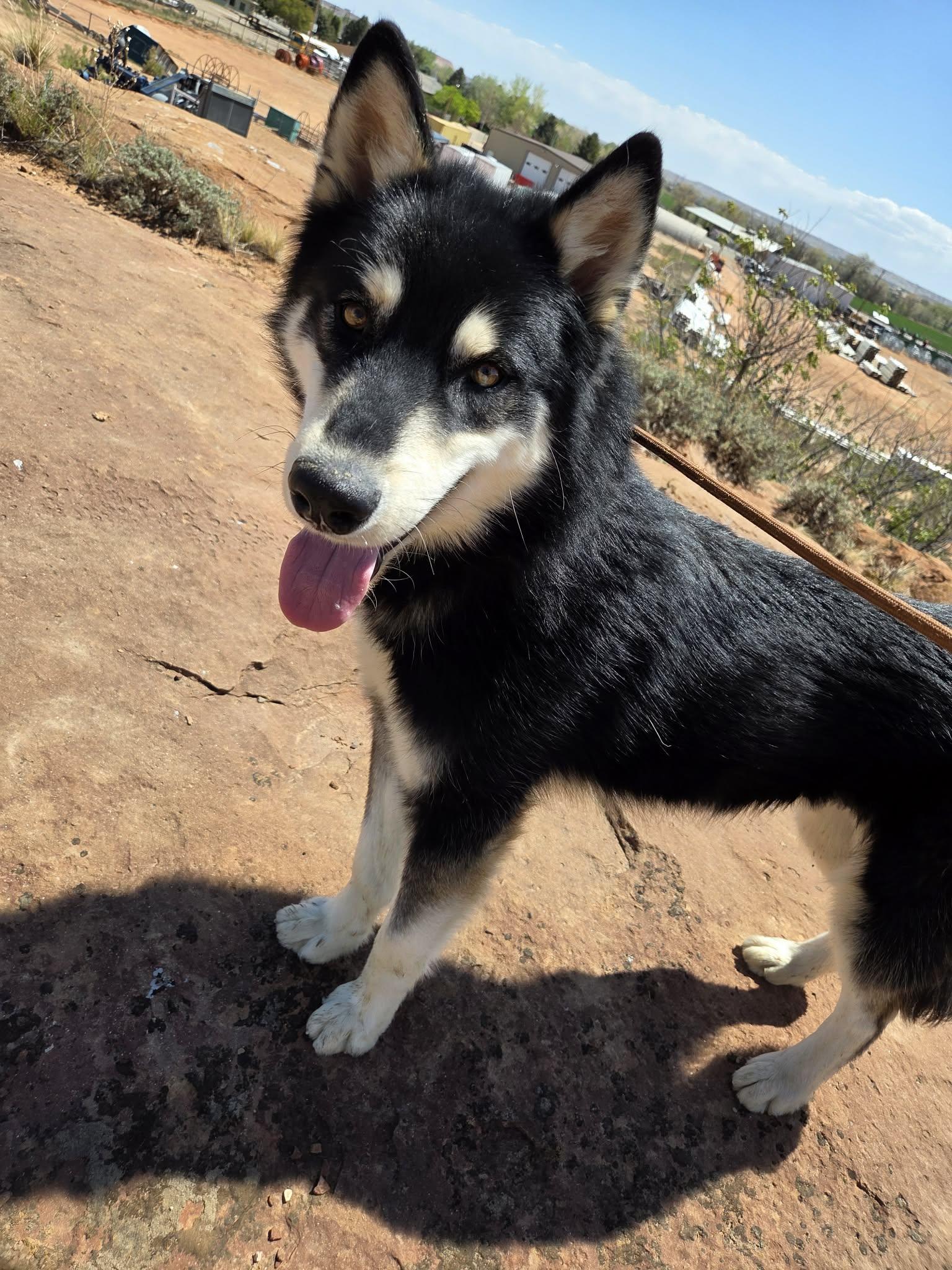 Enlarge Titan, a ADOPTABLE Husky in Roosevelt, UT image 2/4