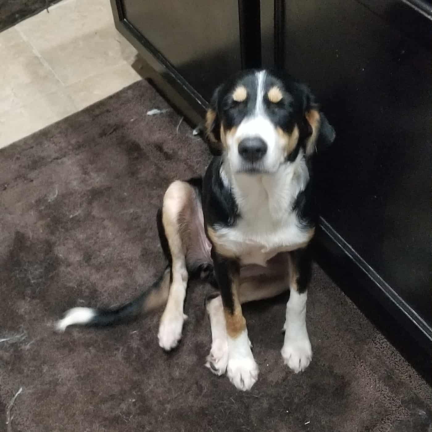 Enlarge Lucy fka Indigo, a Adoptable mixed breed in Blaine, WA image 5/6