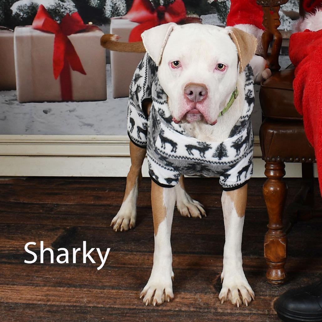 Enlarge Sharky, a Adoptable mixed breed in Parkersburg, WV image 1/6