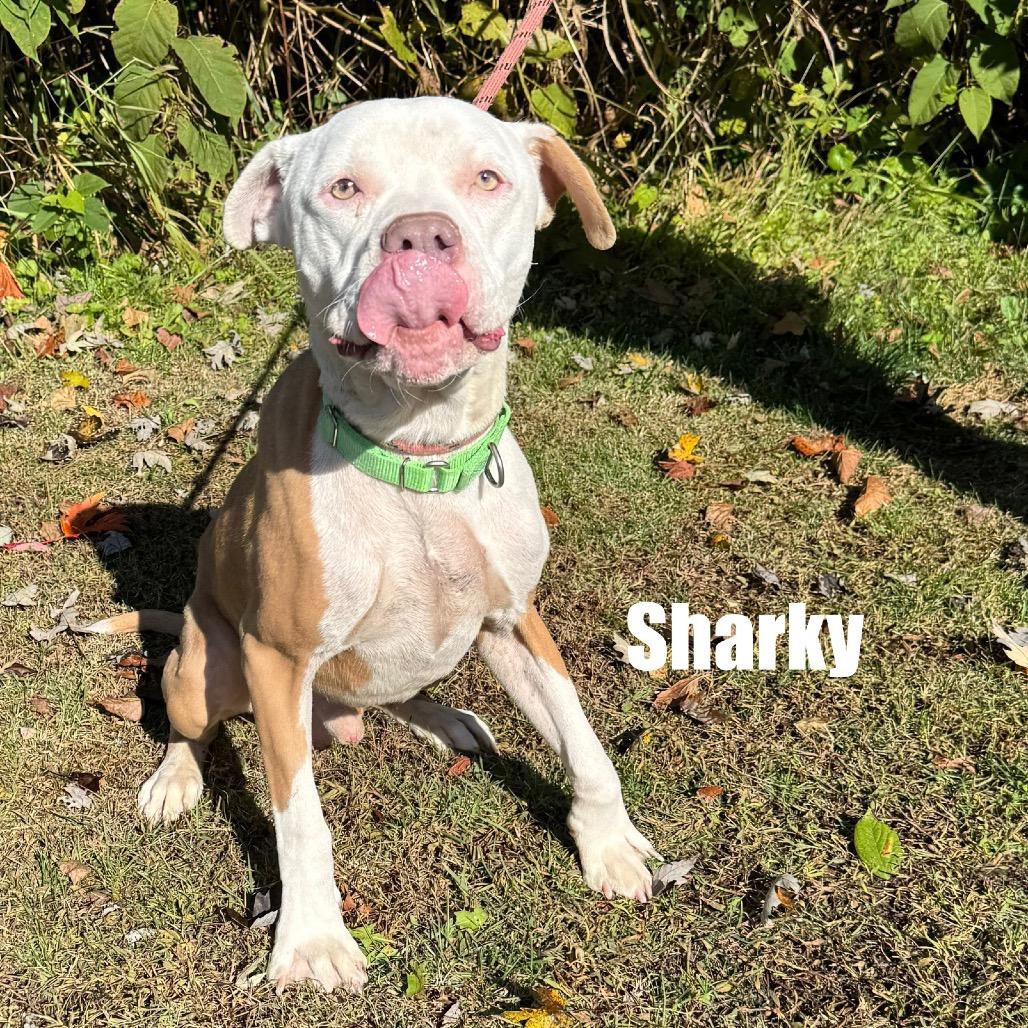 Enlarge Sharky, a Adoptable mixed breed in Parkersburg, WV image 2/6