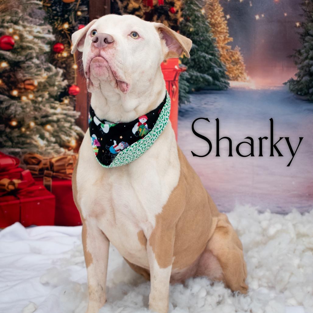 Enlarge Sharky, a Adoptable mixed breed in Parkersburg, WV image 3/6