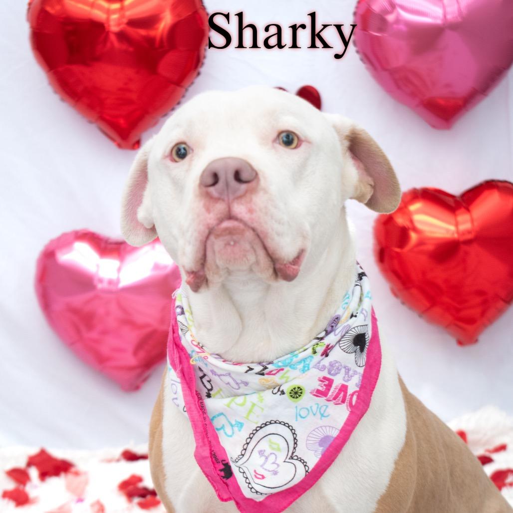Enlarge Sharky, a Adoptable mixed breed in Parkersburg, WV image 4/6