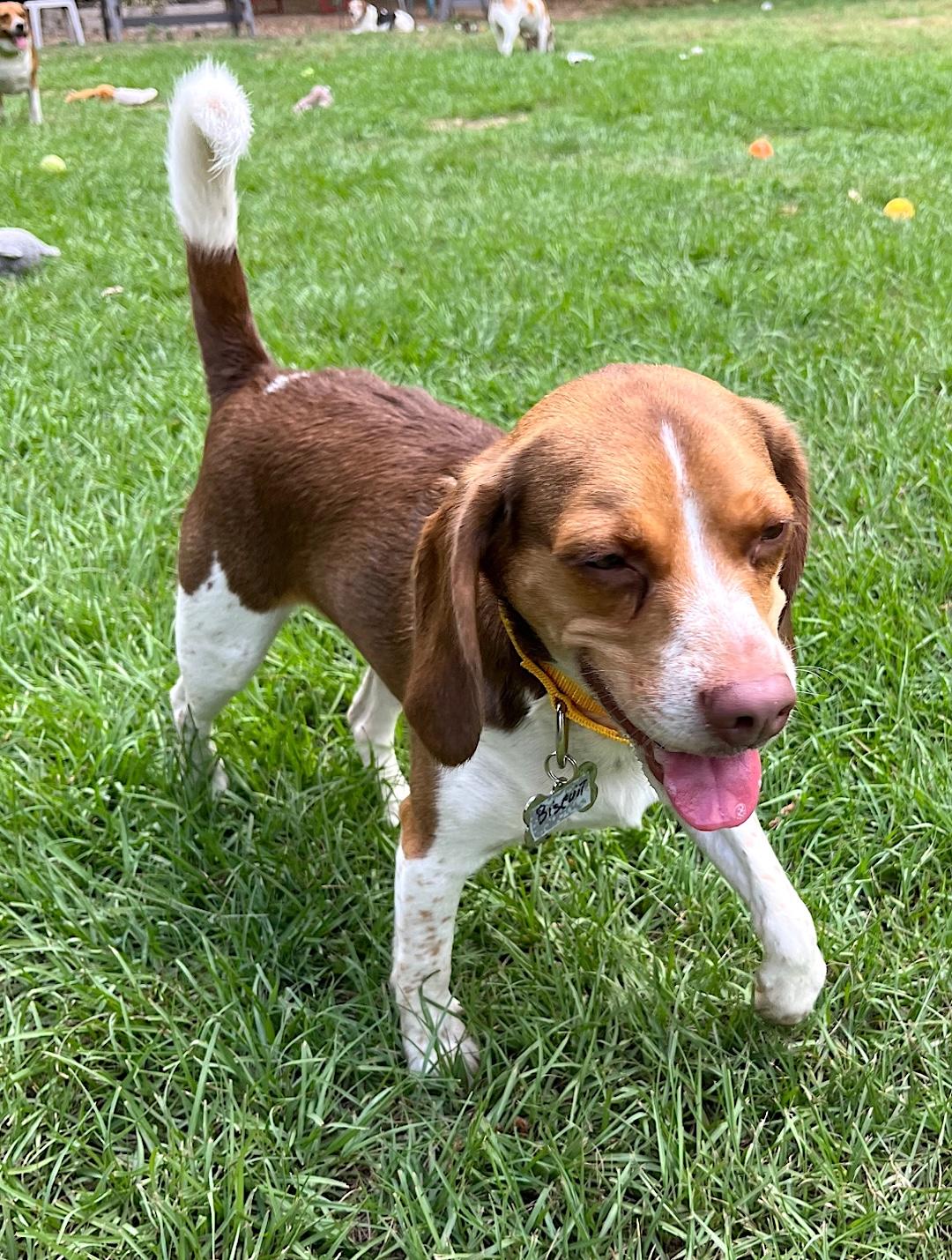 Enlarge Biscuit, a ADOPTABLE Beagle in Tomball, TX image 5/6
