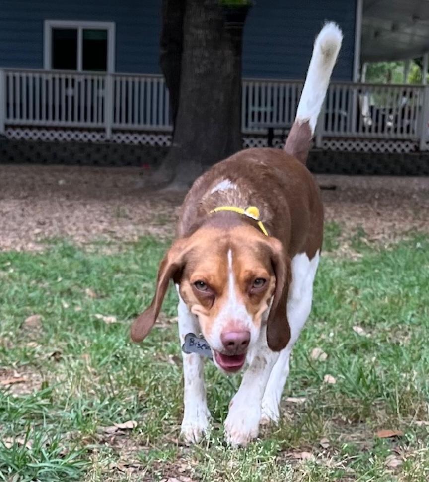 Enlarge Biscuit, a ADOPTABLE Beagle in Tomball, TX image 4/6