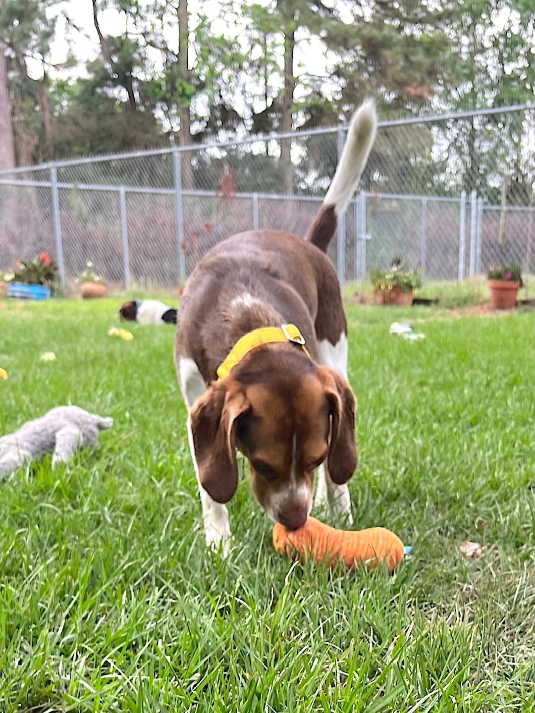 Enlarge Biscuit, a ADOPTABLE Beagle in Tomball, TX image 6/6