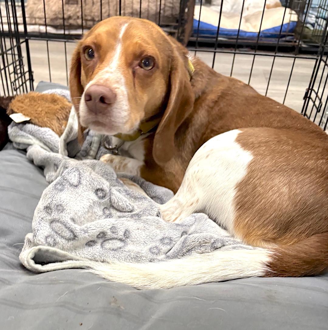 Enlarge Biscuit, a ADOPTABLE Beagle in Tomball, TX image 3/6