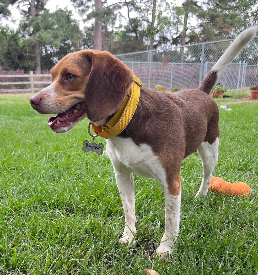 Enlarge Biscuit, a ADOPTABLE Beagle in Tomball, TX image 2/6