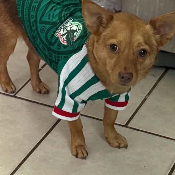 Enlarge Kachi, a Adoptable mixed breed in Austell, GA image 2/6