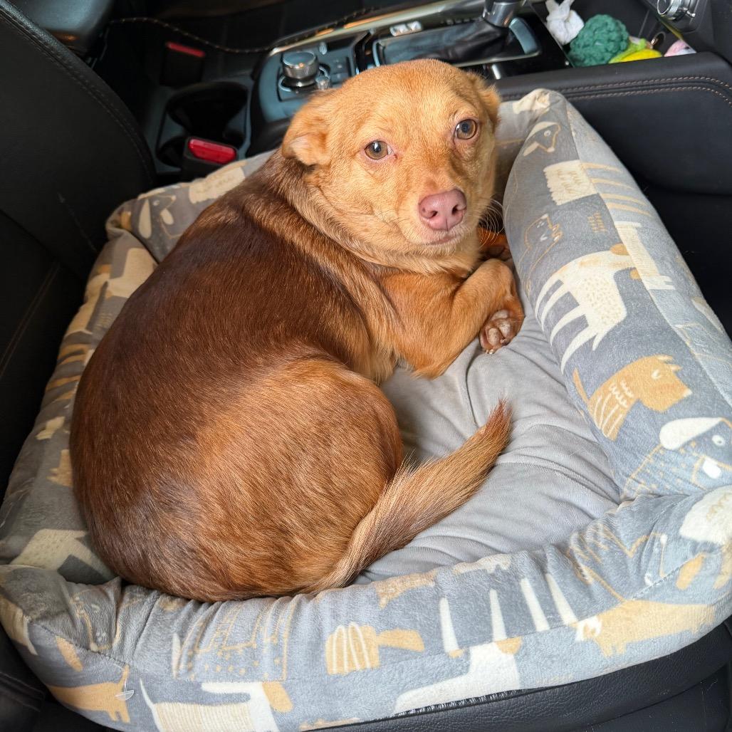 Enlarge Kachi, a Adoptable mixed breed in Austell, GA image 3/6