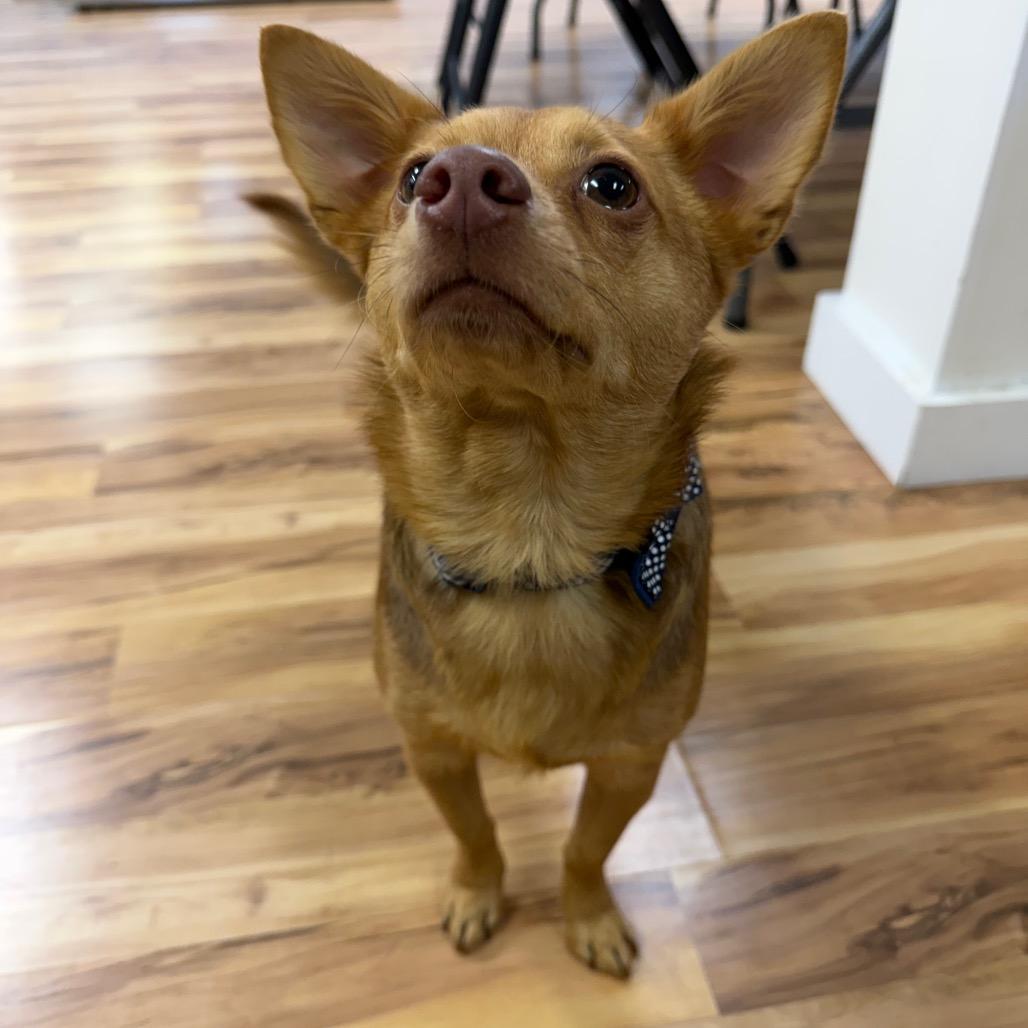 Enlarge Kachi, a Adoptable mixed breed in Austell, GA image 4/6