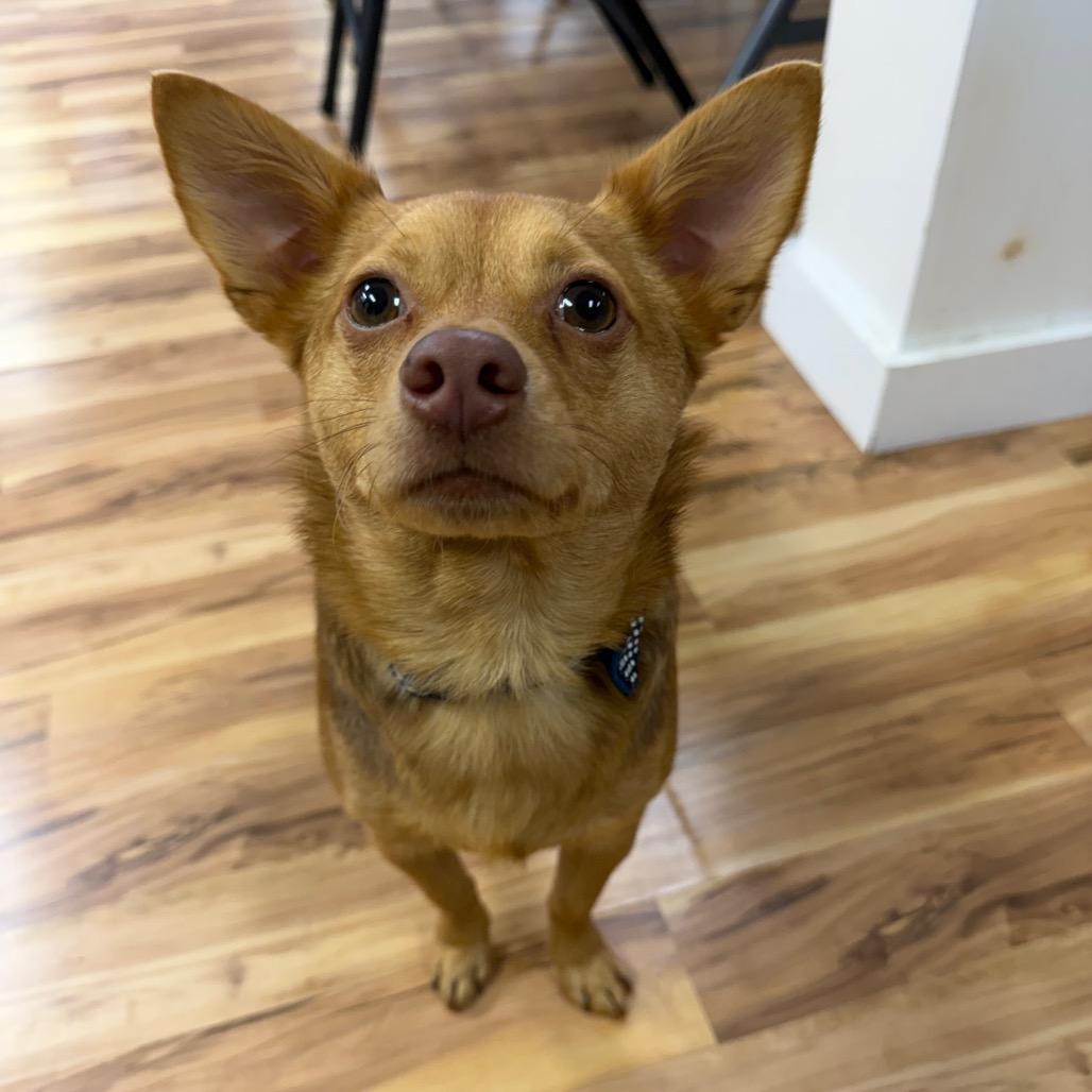 Enlarge Kachi, a Adoptable mixed breed in Austell, GA image 5/6