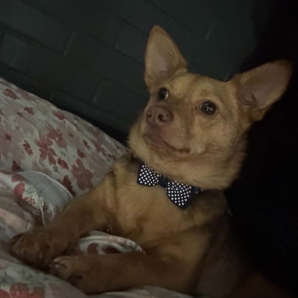 Enlarge Kachi, a Adoptable mixed breed in Austell, GA image 6/6