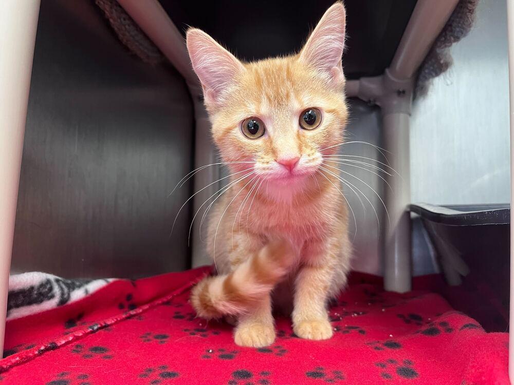 Flavor Flav, Adoptable, Kitten Female Domestic Short Hair.