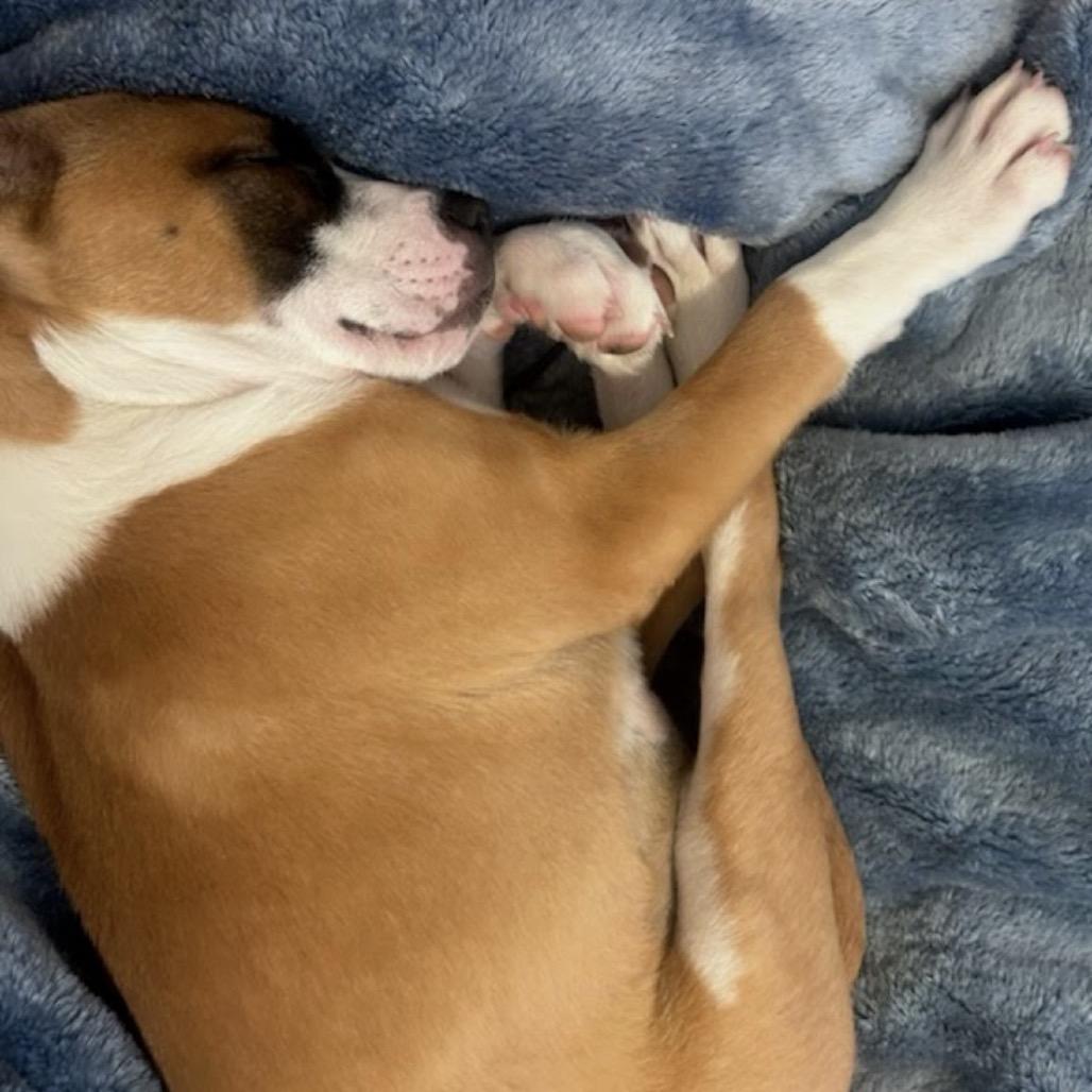 South, Adoptable, Puppy Female Mixed Breed.