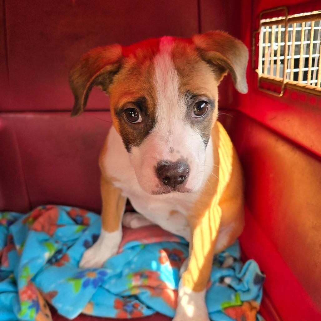 Enlarge South, a Adoptable Mixed Breed in Williston, FL image 1/1
