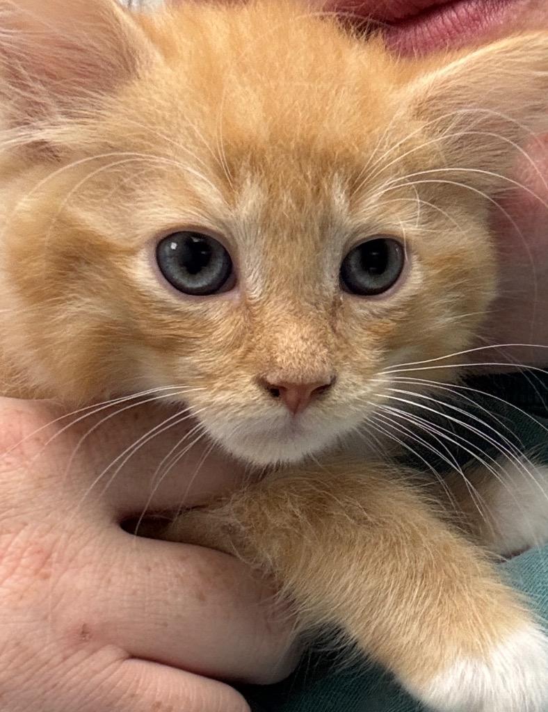 Thomas, Adoptable, Kitten Male Domestic Medium Hair.