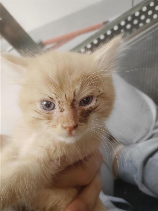 Enlarge Thomas, a Adoptable mixed breed in New Kensington, PA image 2/6