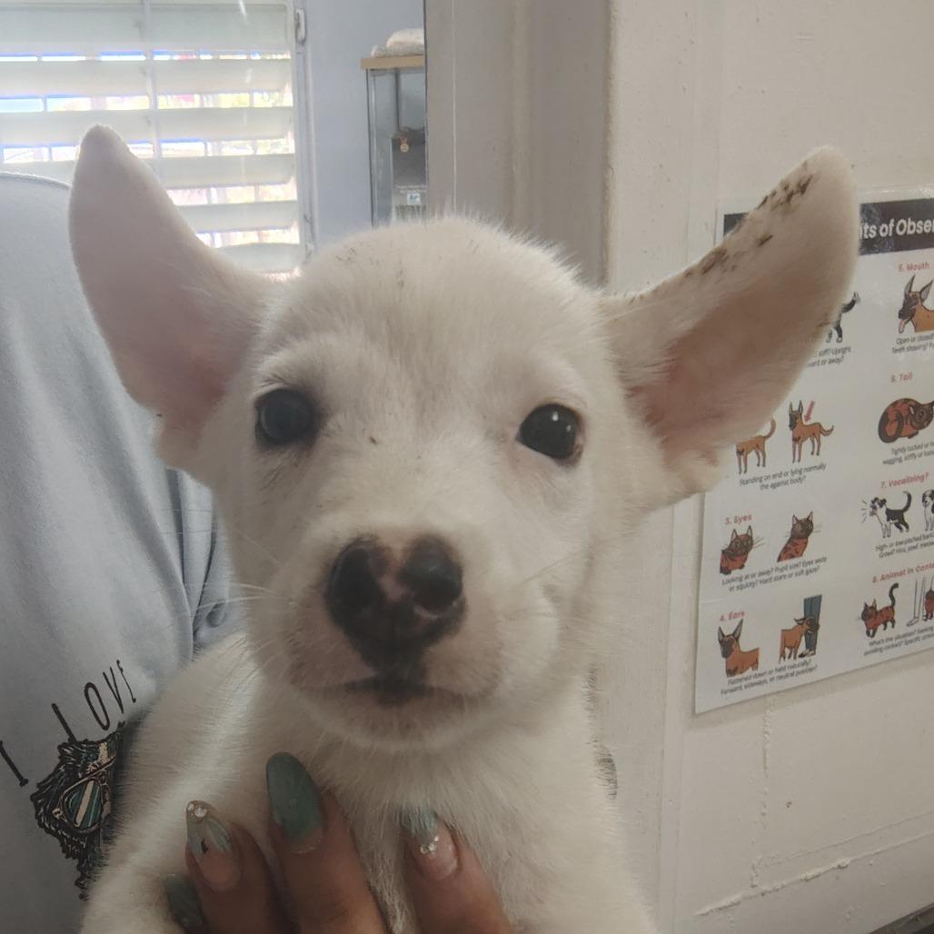 Borinquen, Adoptable, Puppy Male Husky & Terrier.