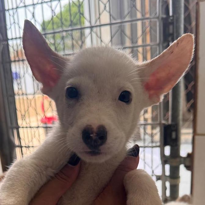Enlarge Borinquen, a Adoptable mixed breed in Vieques, PR image 2/6