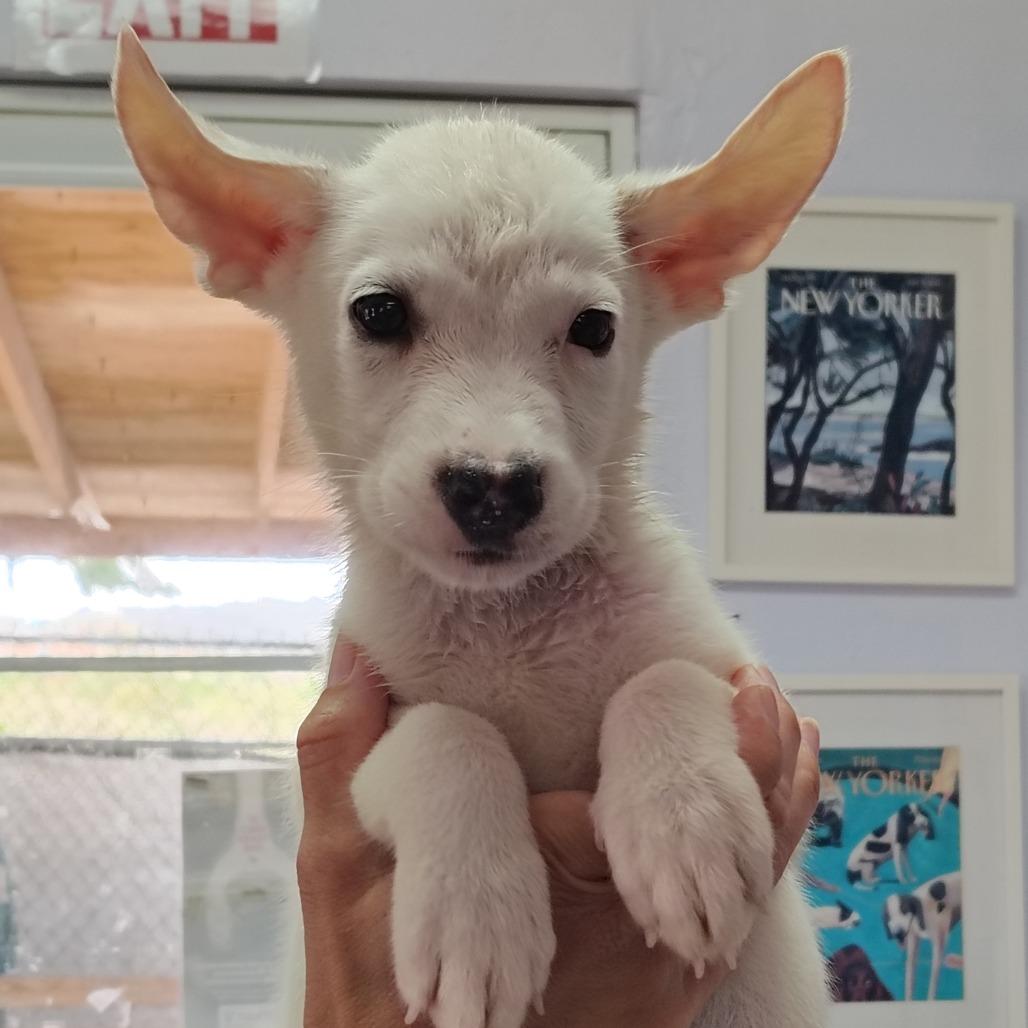 Enlarge Borinquen, a Adoptable mixed breed in Vieques, PR image 3/6