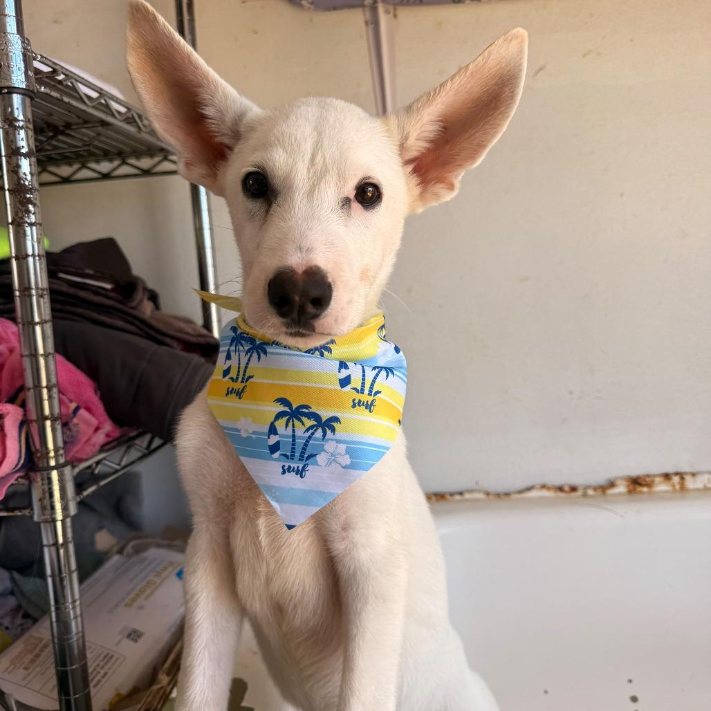 Enlarge Borinquen, a Adoptable mixed breed in Vieques, PR image 4/6