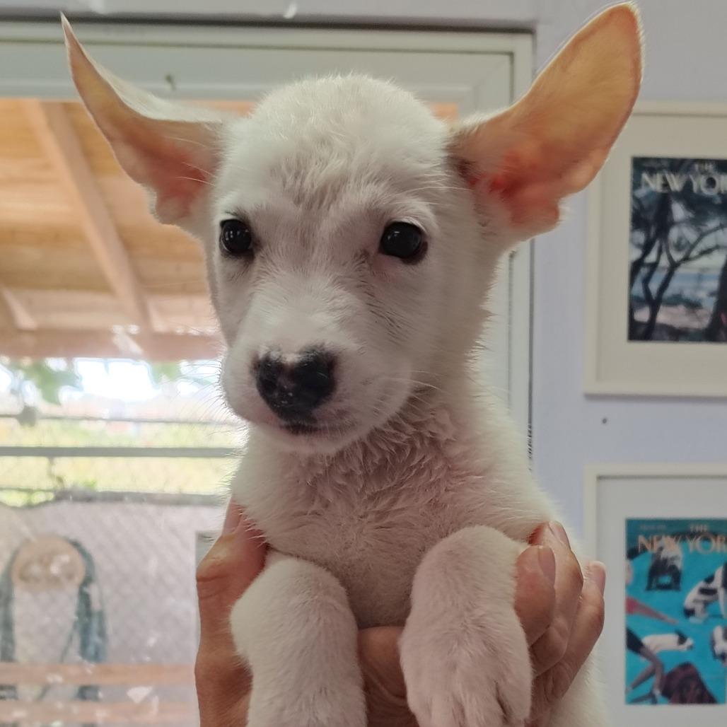 Enlarge Borinquen, a Adoptable mixed breed in Vieques, PR image 5/6