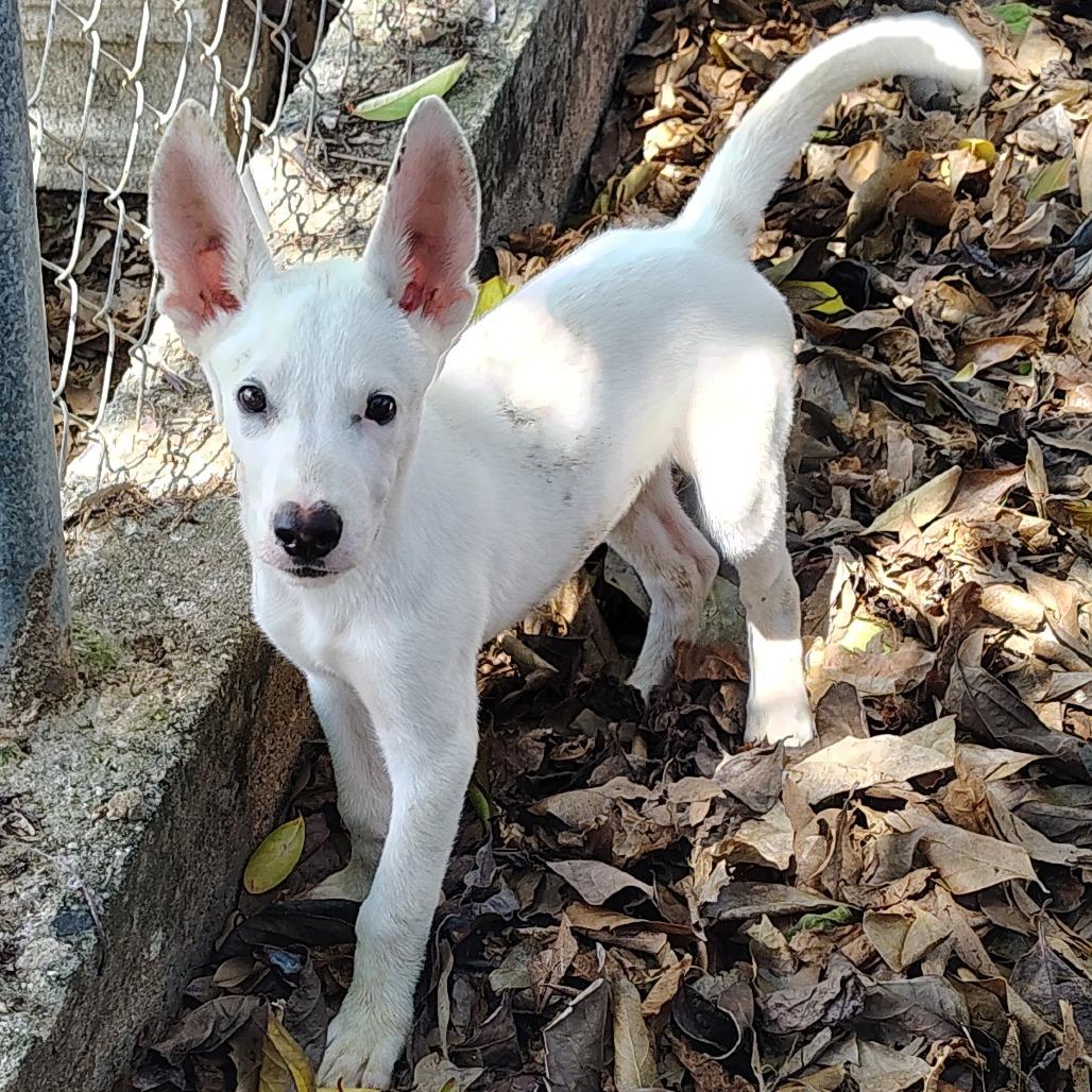 Enlarge Borinquen, a Adoptable mixed breed in Vieques, PR image 6/6