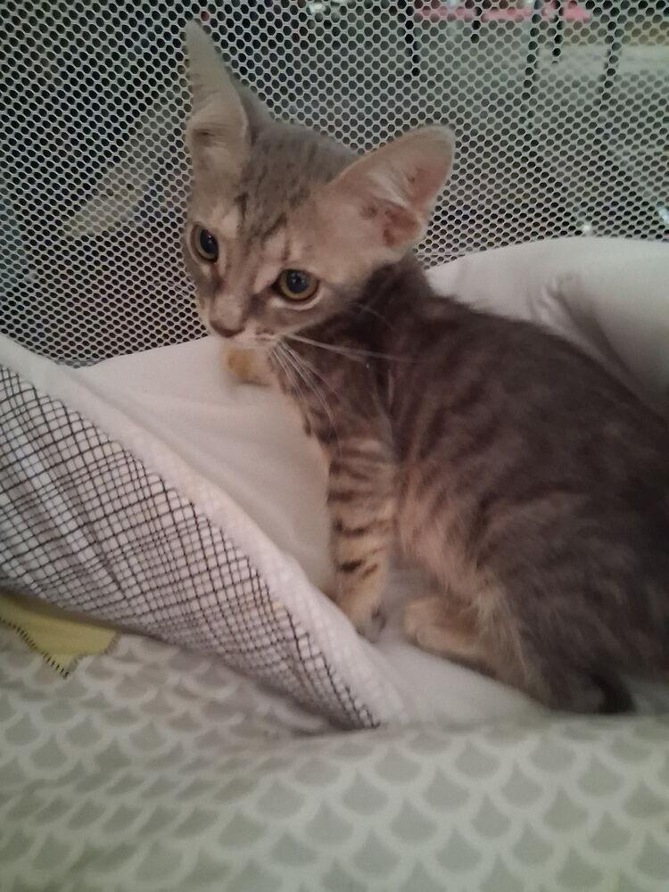 Cleopatra, Adopted, Kitten Female Domestic Short Hair.