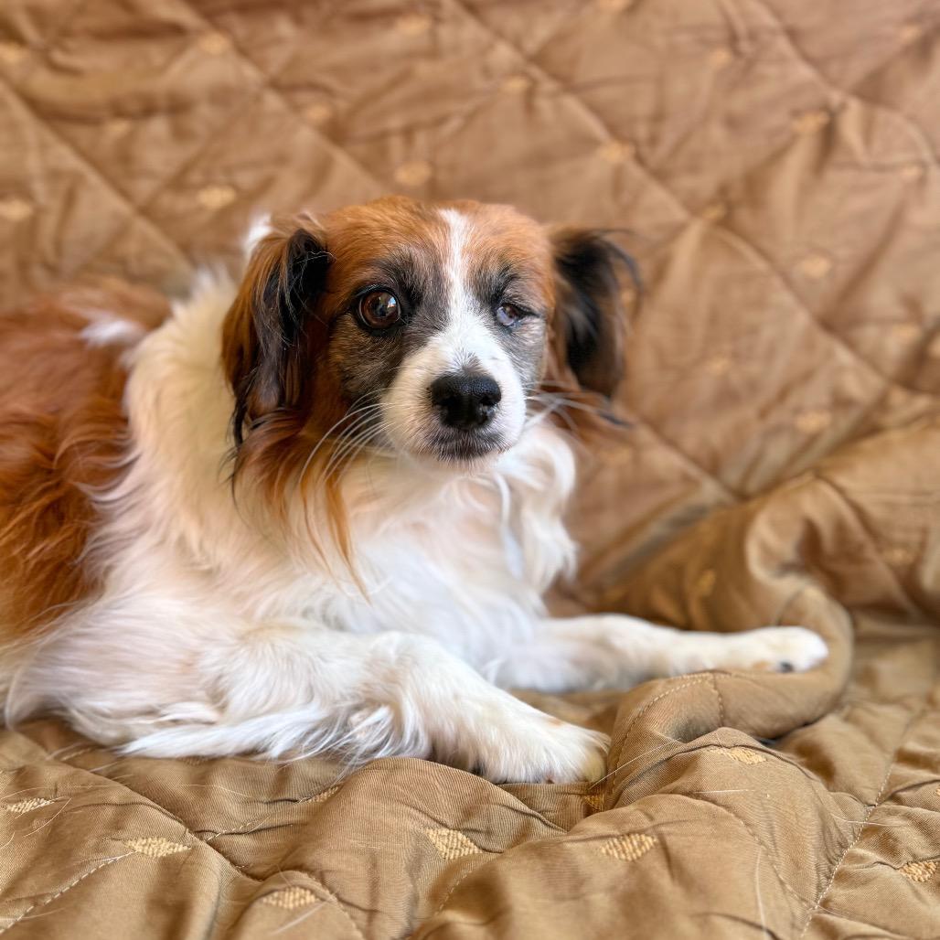 MAX, Adoptable, Adult Male Spaniel & Mixed Breed.