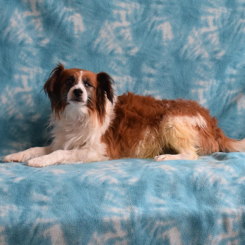 MAX, a Adoptable mixed breed in Eureka, CA image 2/4