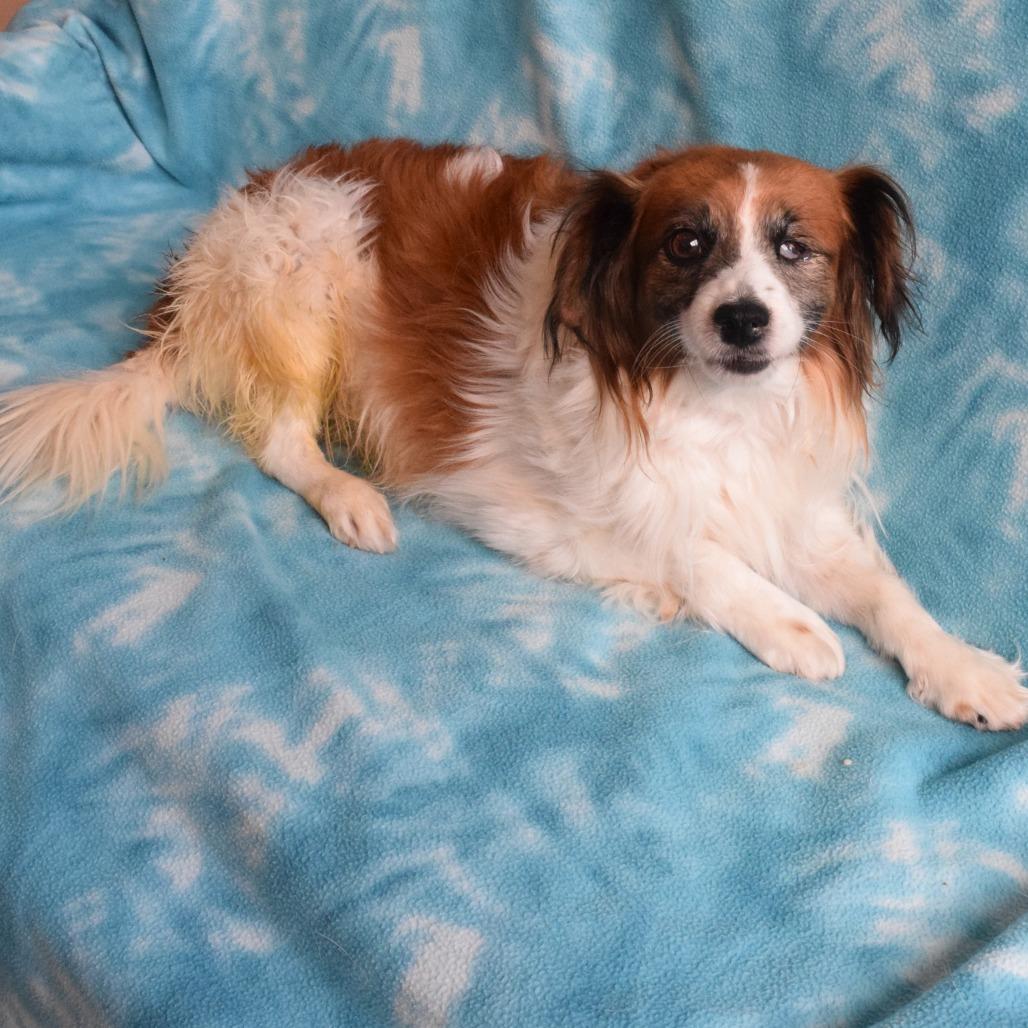 MAX, a Adoptable mixed breed in Eureka, CA image 3/4