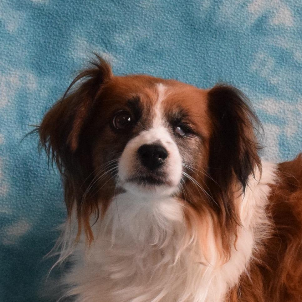 MAX, a Adoptable mixed breed in Eureka, CA image 4/4