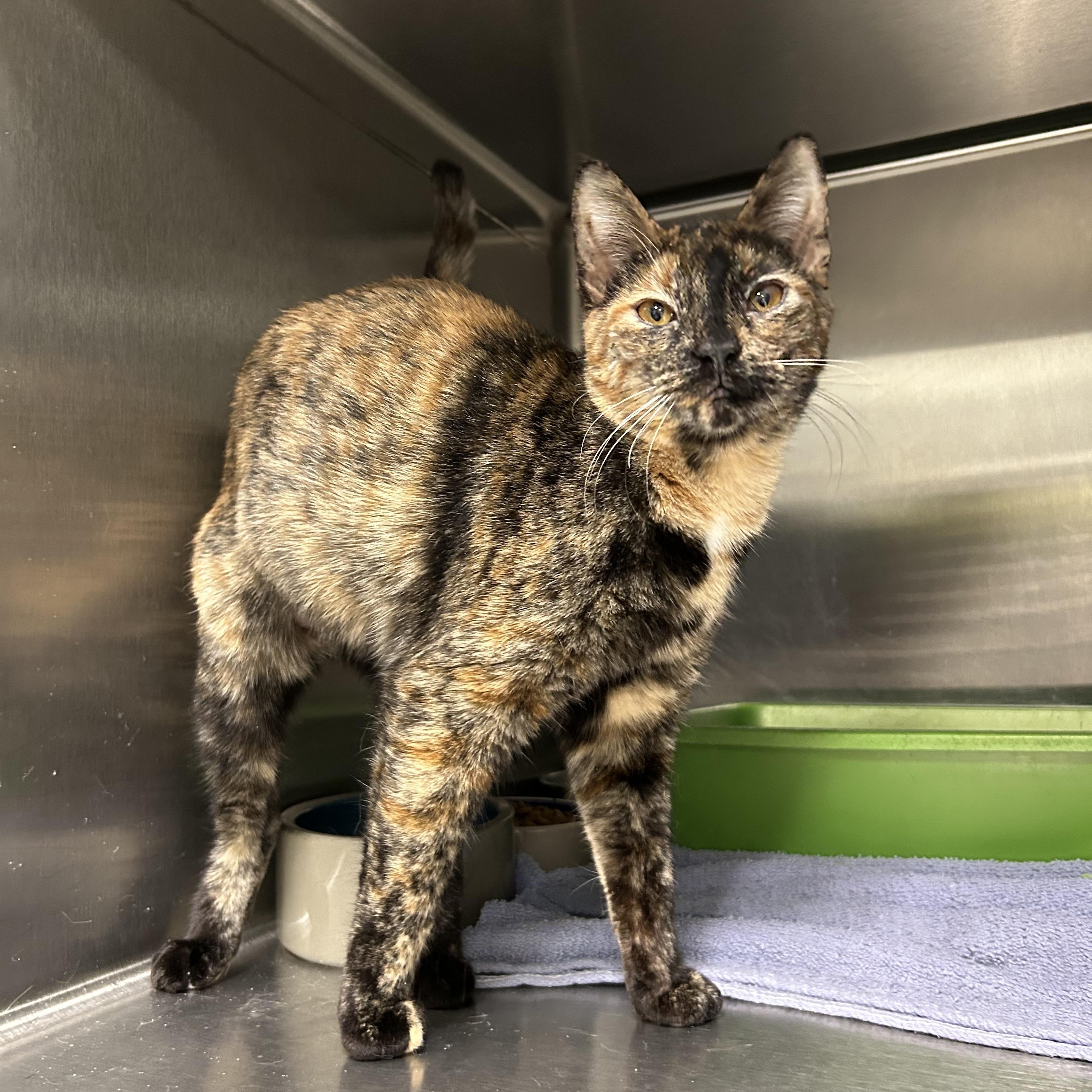 Caddy, Adult Female Tortoiseshell