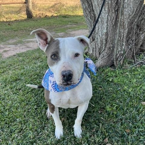 Enlarge ALLEY, a Adoptable Pit Bull Terrier in Manchester, CT image 5/6