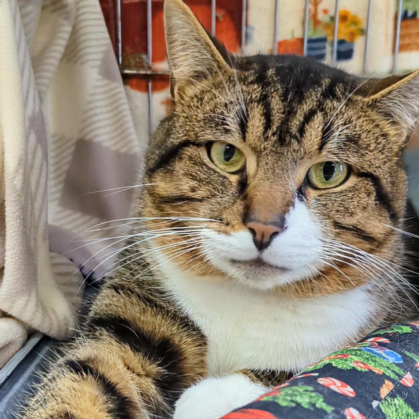 Enlarge Ron, an adopted Domestic Short Hair in West Jefferson, OH image 4/5