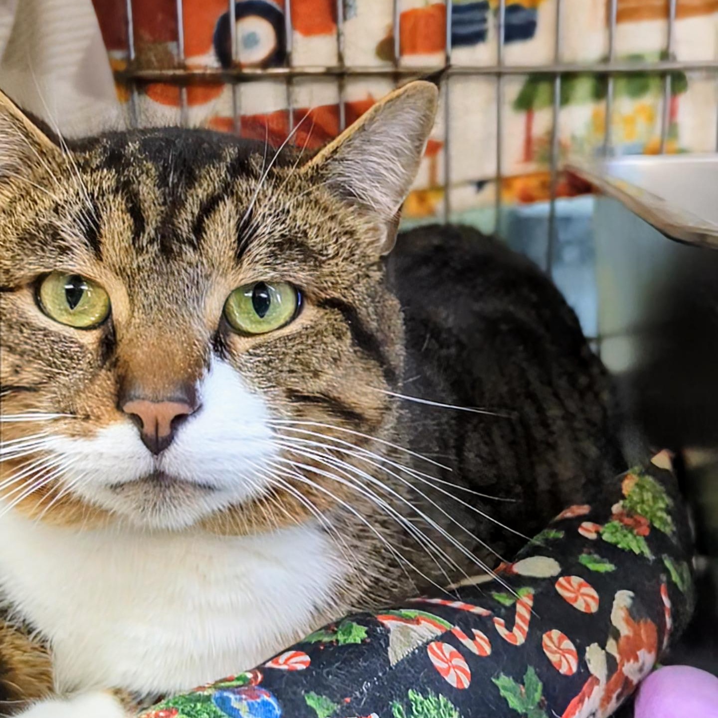 Enlarge Ron, an adopted Domestic Short Hair in West Jefferson, OH image 3/5