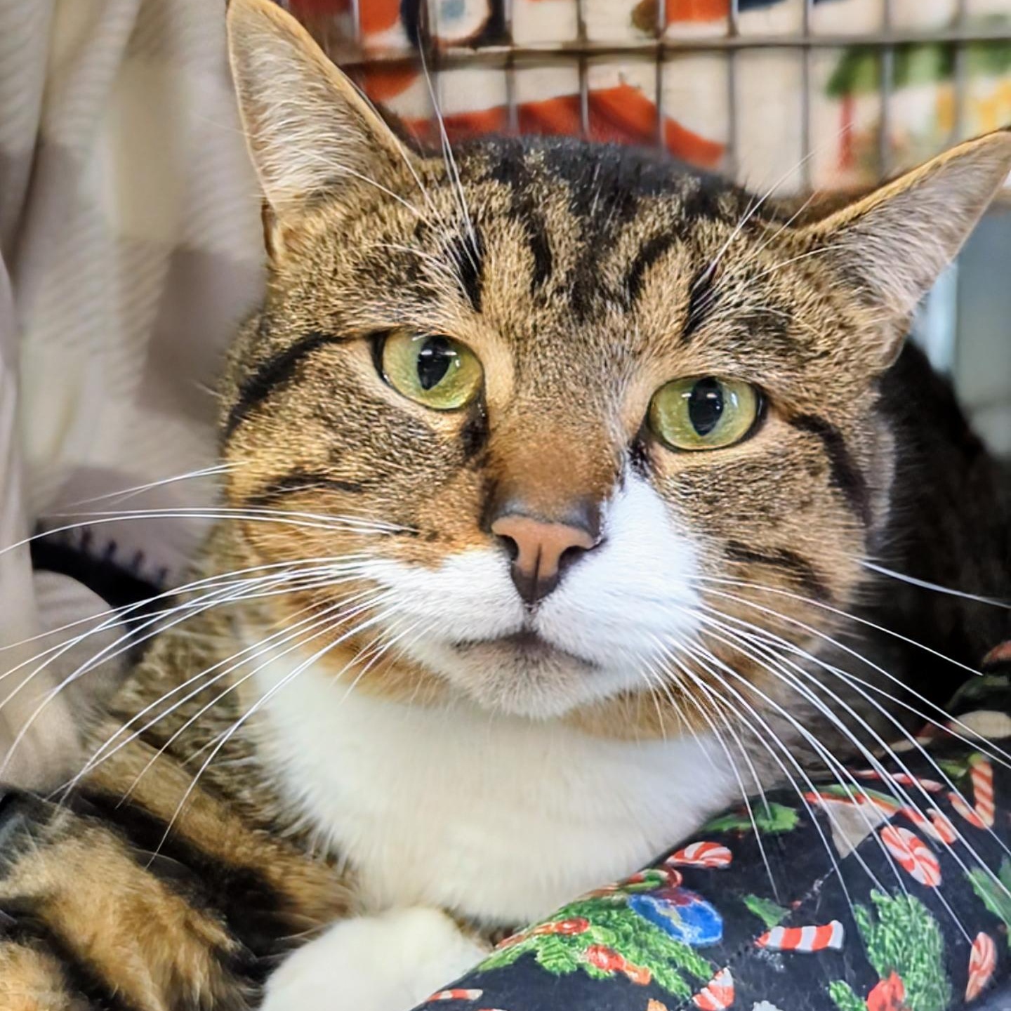 Enlarge Ron, an adopted Domestic Short Hair in West Jefferson, OH image 5/5