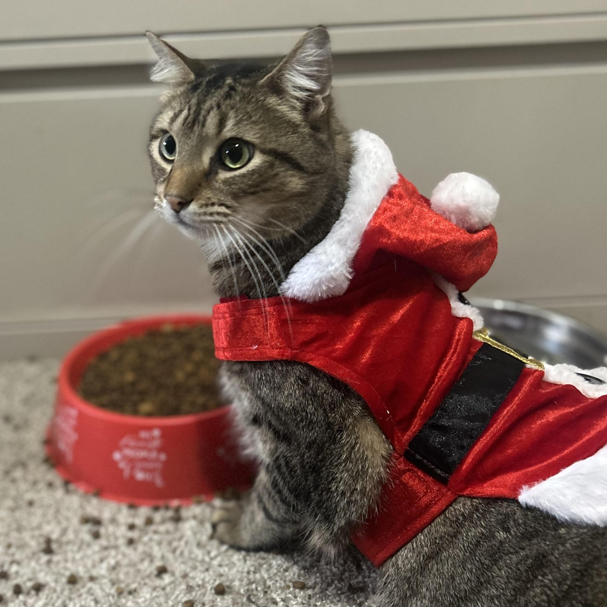 Big Ben, a Adoptable Domestic Short Hair in Philadelphia, PA image 2/6