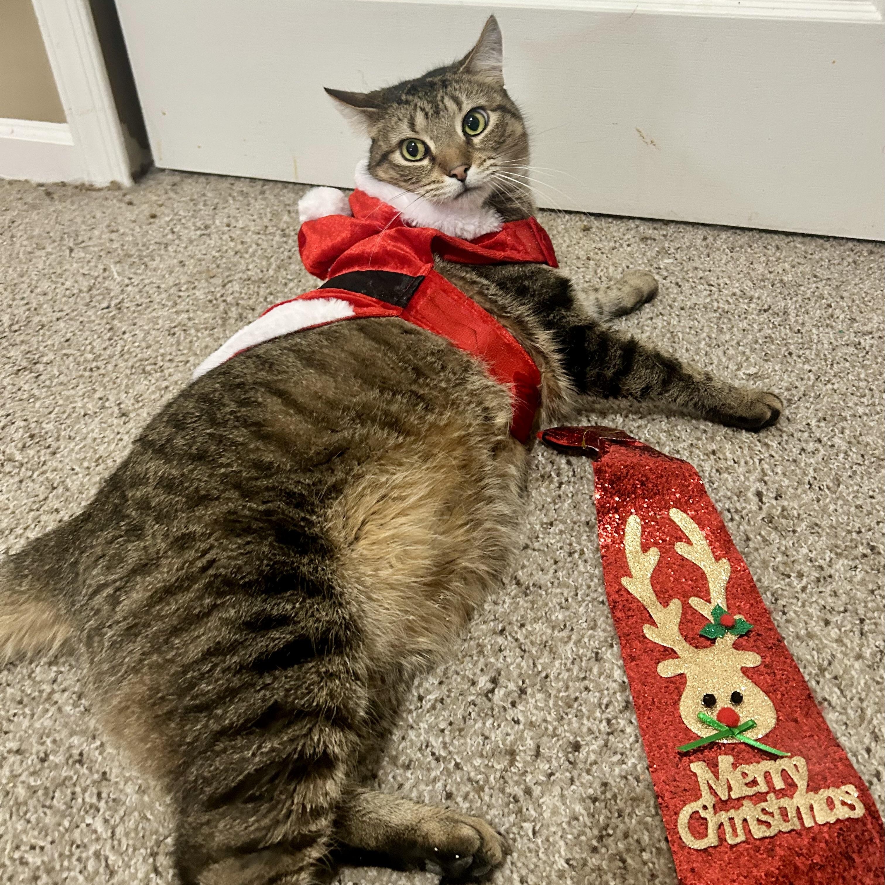 Big Ben, a Adoptable Domestic Short Hair in Philadelphia, PA image 6/6