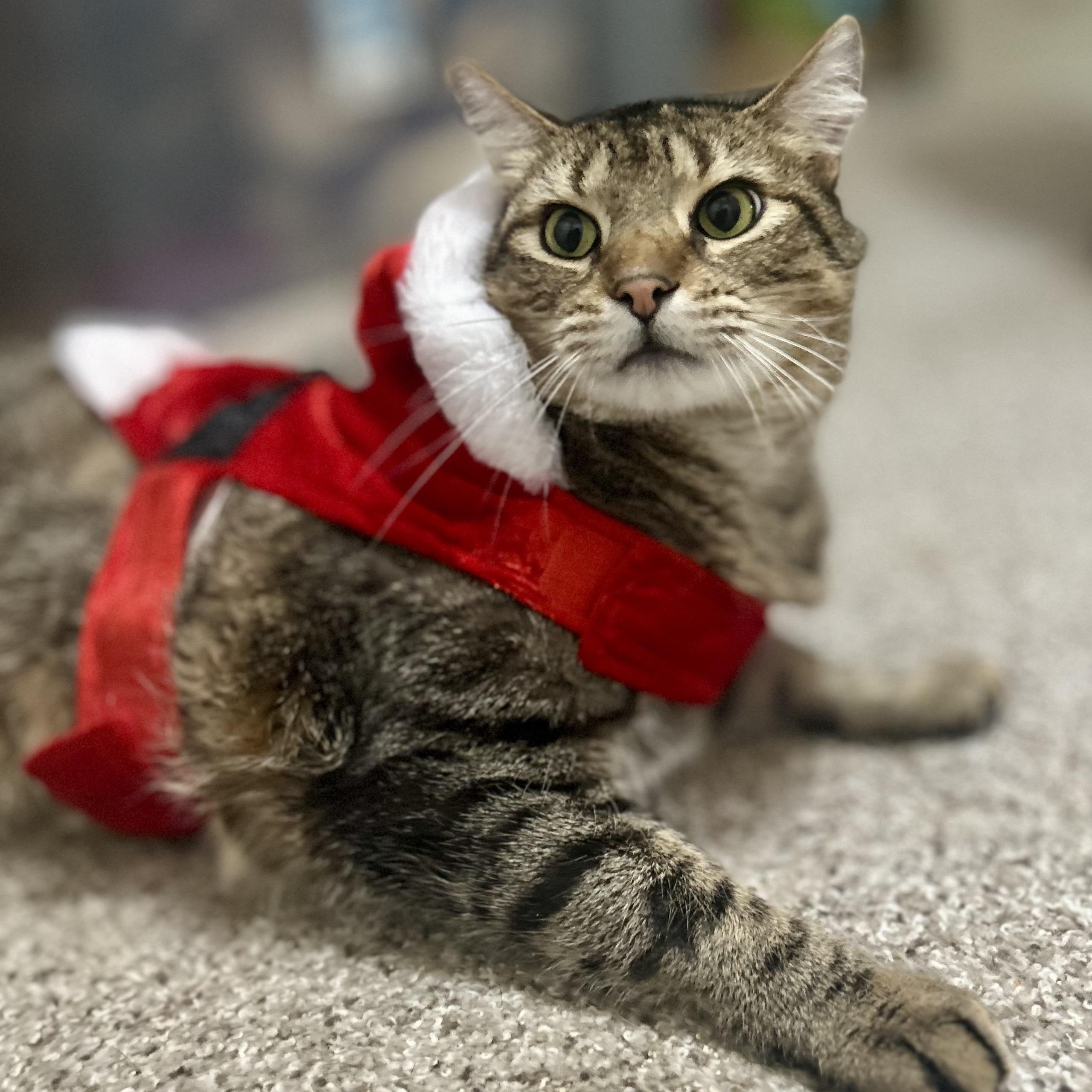 Big Ben, a Adoptable Domestic Short Hair in Philadelphia, PA image 1/6