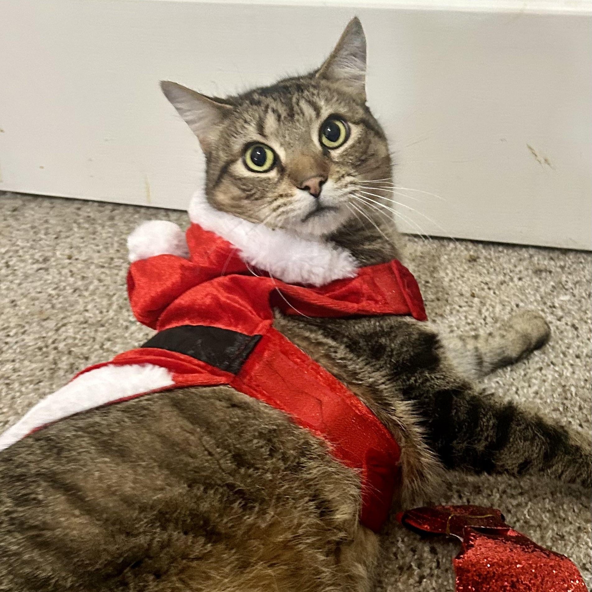 Big Ben, a Adoptable Domestic Short Hair in Philadelphia, PA image 5/6