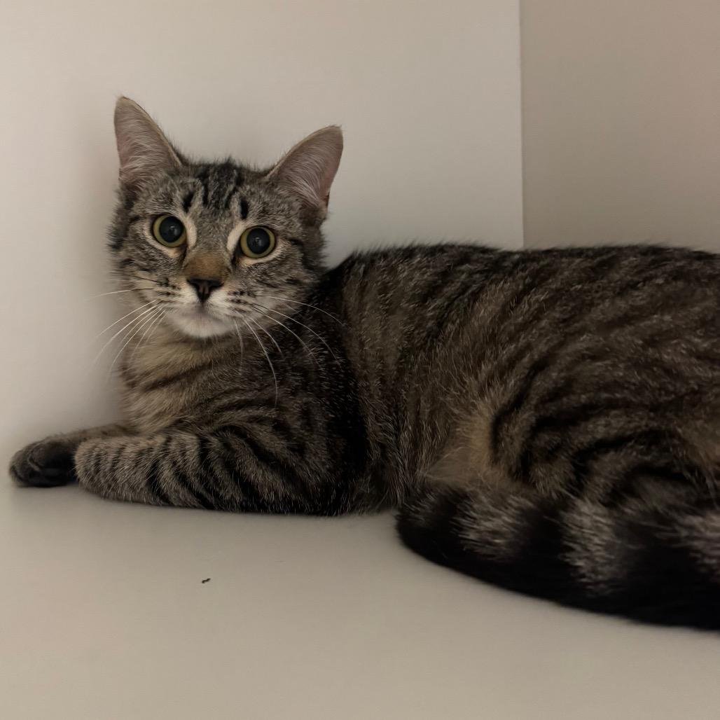 Sophie, Adoptable, Young Female Domestic Short Hair.
