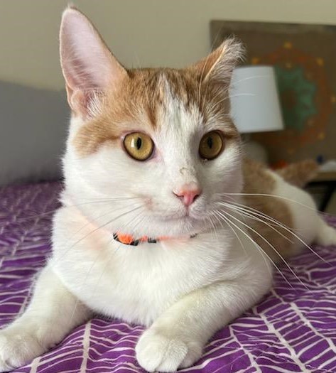 Franklin