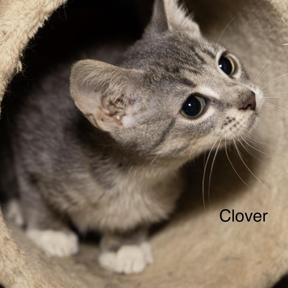 Kitten: Clover, Adoptable, Kitten Female Domestic Short Hair.