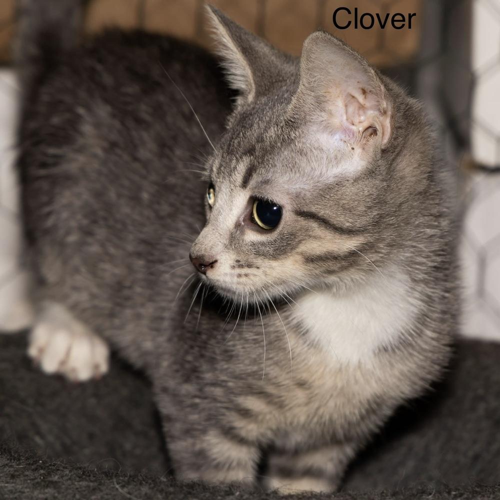 Enlarge Kitten: Clover, a Adoptable Domestic Short Hair in catonsville , MD image 2/2
