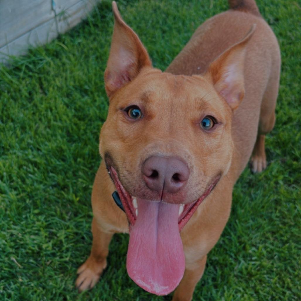 Rozee, Adoptable, Young Female Labrador Retriever & Pit Bull Terrier.