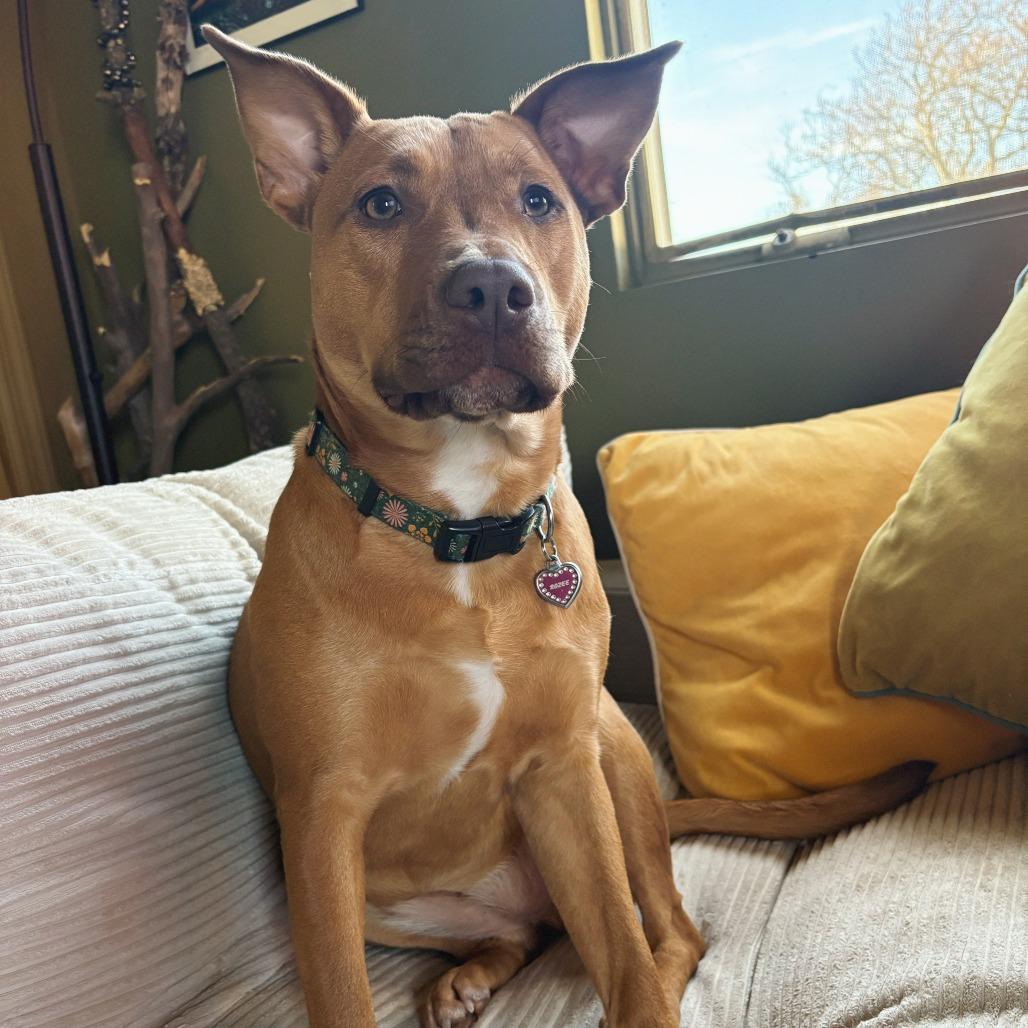 Enlarge Rozee, a Adoptable mixed breed in Newark, NJ image 3/6