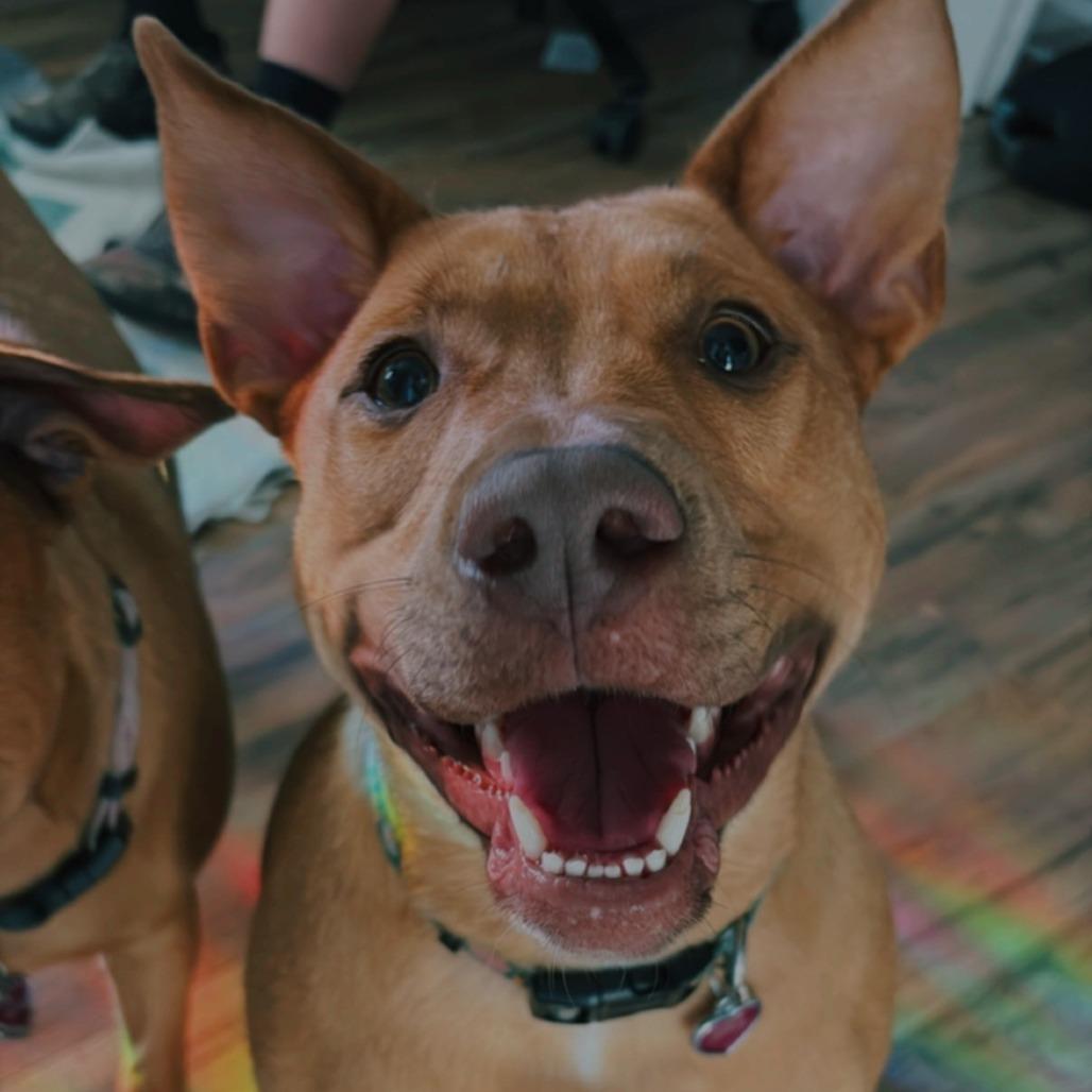 Enlarge Rozee, a Adoptable mixed breed in Newark, NJ image 4/6