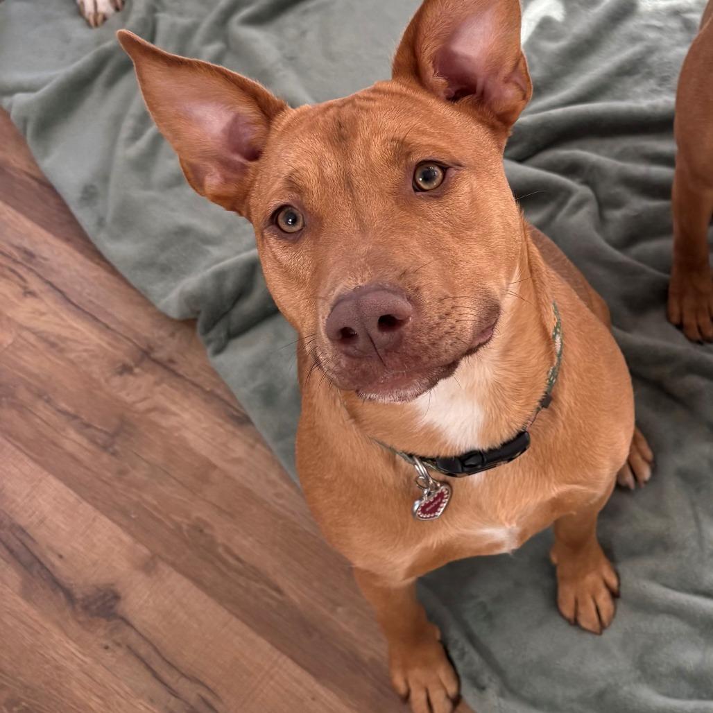 Enlarge Rozee, a Adoptable mixed breed in Newark, NJ image 5/6