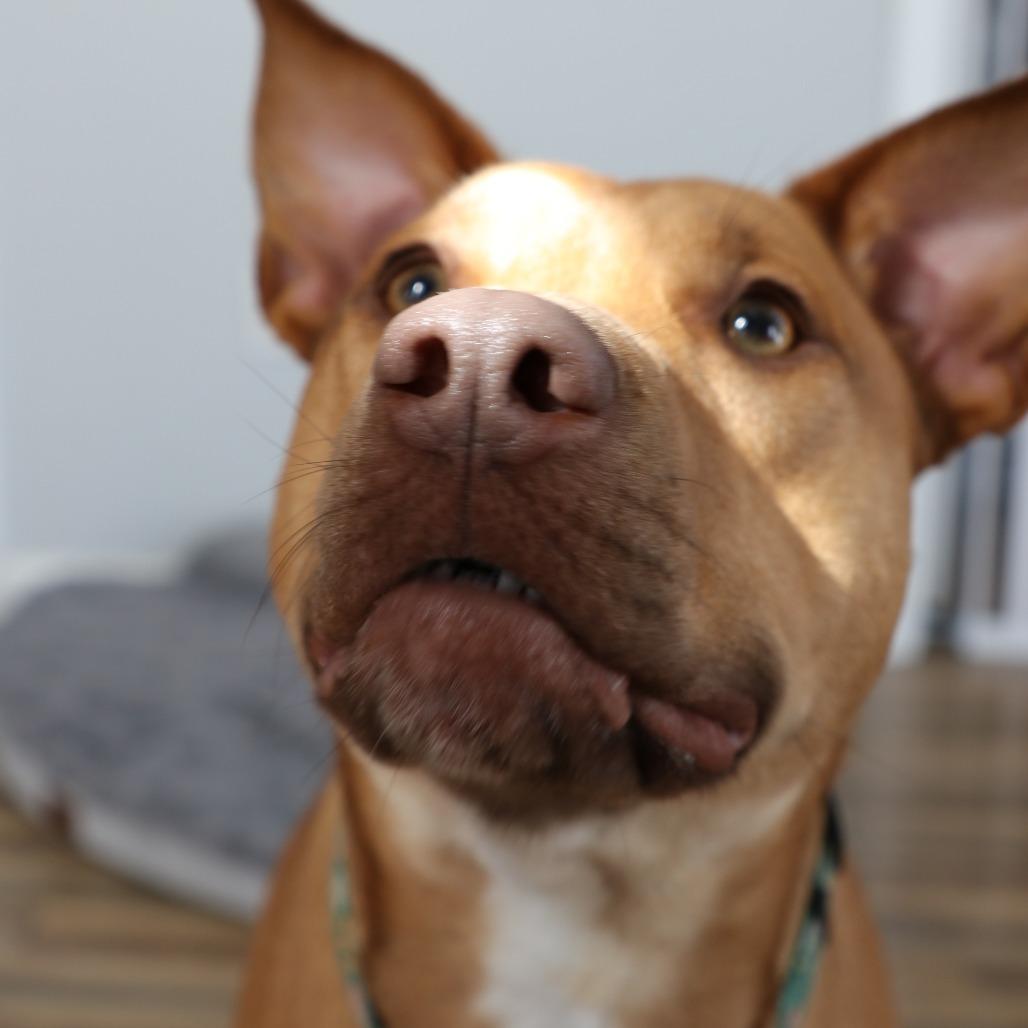 Enlarge Rozee, a Adoptable mixed breed in Newark, NJ image 6/6